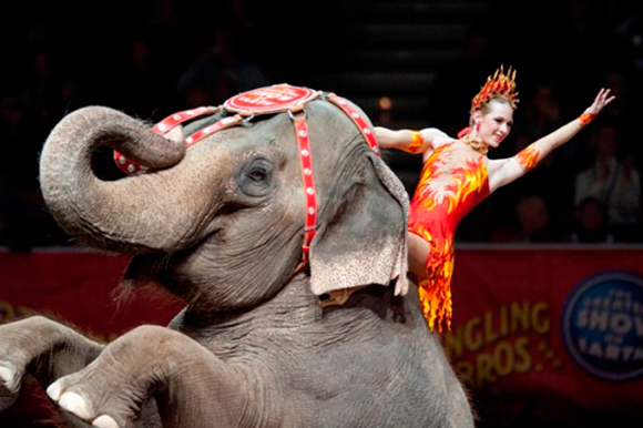 Ringling Bros. And Barnum & Bailey Circus at Wells Fargo Arena